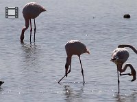 Video Flamingo's